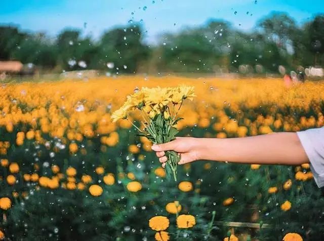 ̫ƯĹͶ밮